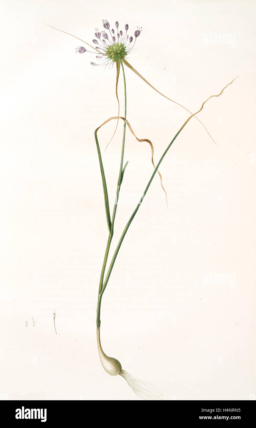 Allium Carinatum, Ail En Carène gekielt Knoblauch, Redoute, Pierre Joseph, 1759 – 1840, Les Liliacees, 1802-1816 Stockfoto