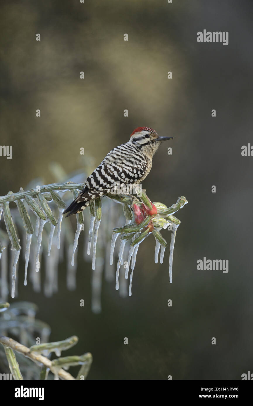 Ladder-Backed Specht (Picoides Scalaris), thront Männchen auf eisigen Zweig der Weihnachten Cholla, Texas Stockfoto