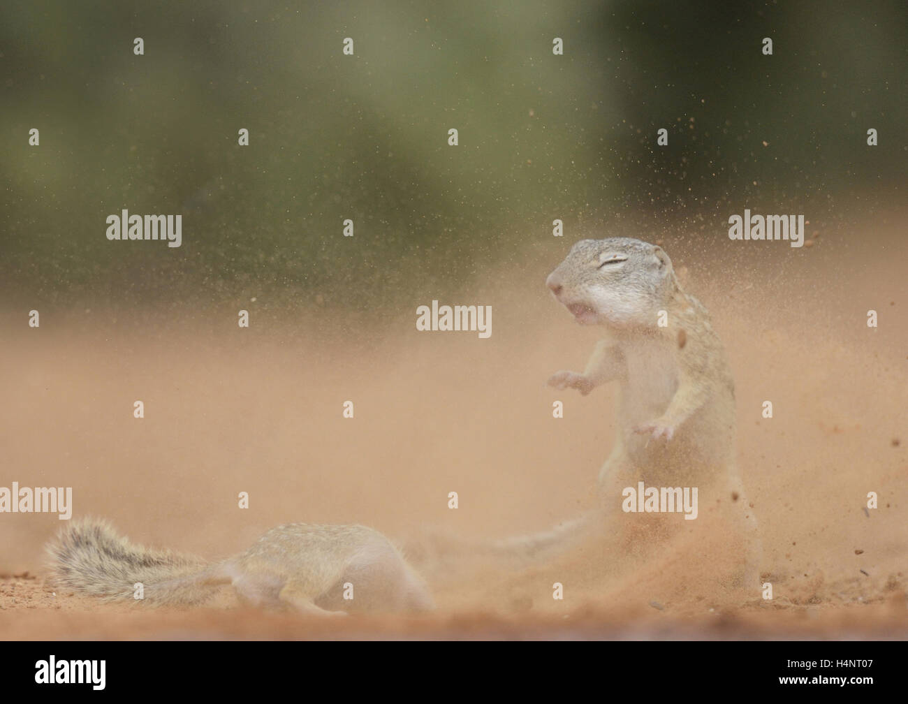 Mexikanischer Ziesel (Spermophilus Mexicanus), Staub Erwachsene Kampf gegen fliegende und unter der Leitung von Brown Kuhstärlinge (Molothrus Ater), Süden Stockfoto