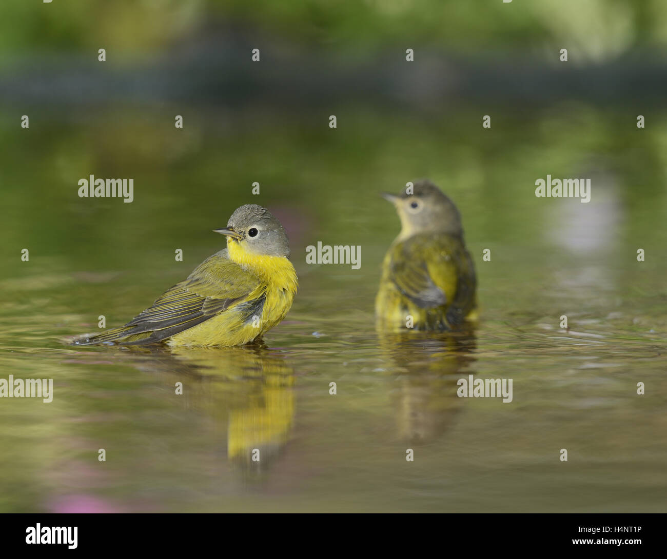 Nashville Warbler (Vermivora Ruficapilla), Erwachsene, Baden im Teich, Hill Country, Texas, USA Stockfoto