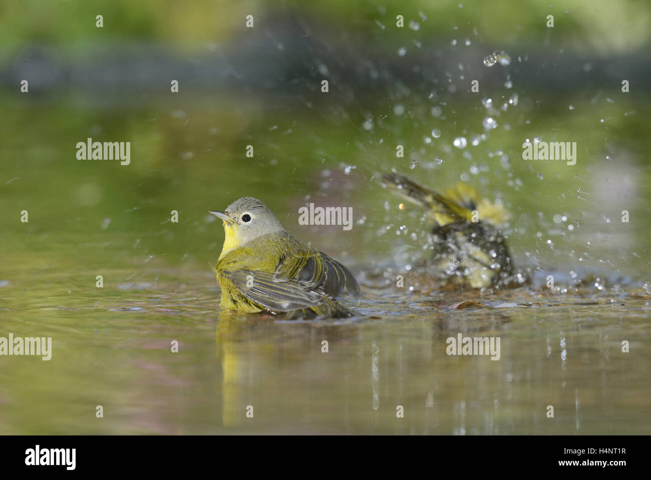 Nashville Warbler (Vermivora Ruficapilla), Erwachsene, Baden im Teich, Hill Country, Texas, USA Stockfoto