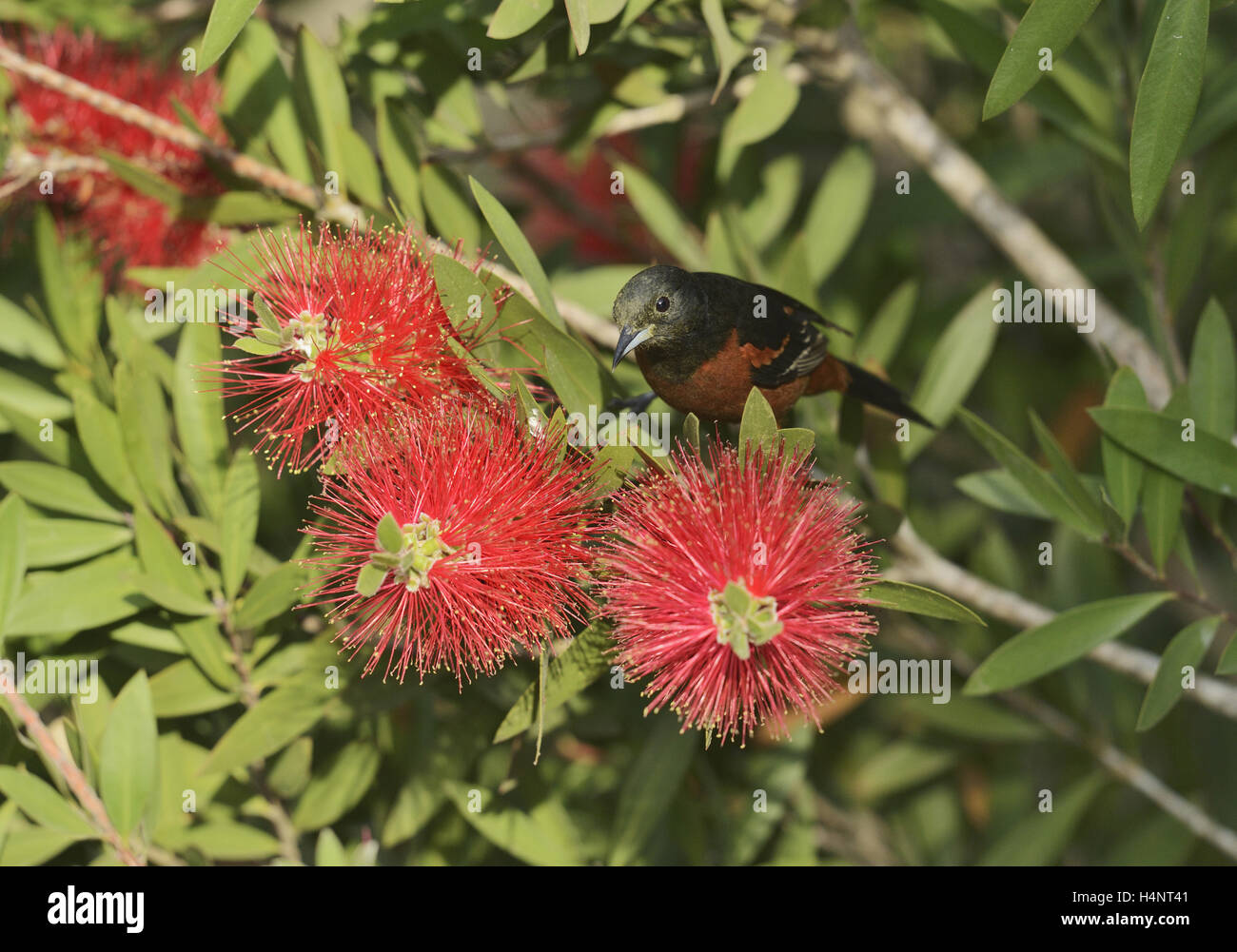 Obstgarten Oriole (Ikterus Spurius), männliche Fütterung auf blühenden Zitronen Bottlebrush, crimson Bottlebrush (Melaleuca Citrina), Süd-Pad Stockfoto