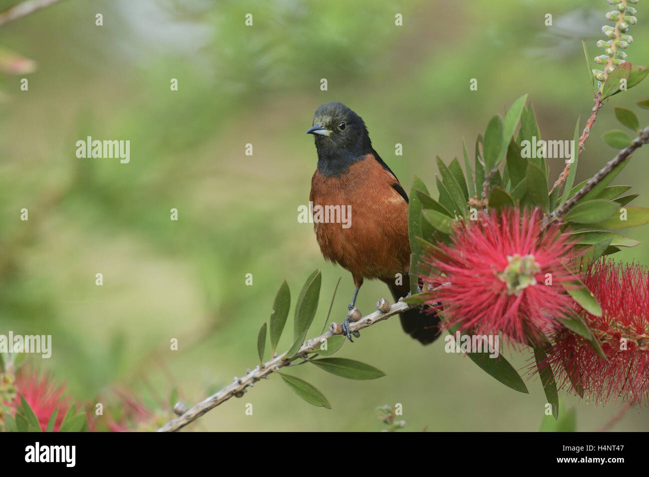 Obstgarten Oriole (Ikterus Spurius), männliche Fütterung auf blühenden Zitronen Bottlebrush, crimson Bottlebrush (Melaleuca Citrina), Texas Stockfoto