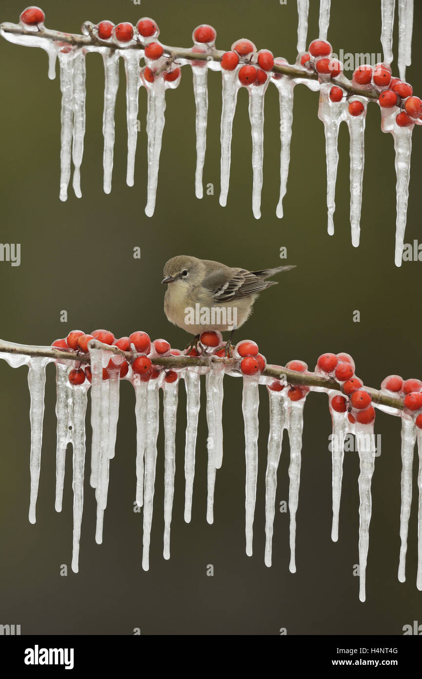 Kiefer (Pinus Dendroica) Warbler, thront unreife Weibchen auf eisigen Zweig der Possum Haw Stechpalme (Ilex Decidua) mit Beeren, Texas Stockfoto