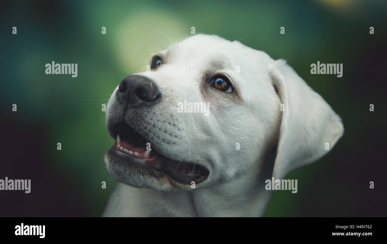 Porträt eines jungen weißen Labrador Retriever Hund Welpen mit großen Augen und offenem Mund Stockfoto