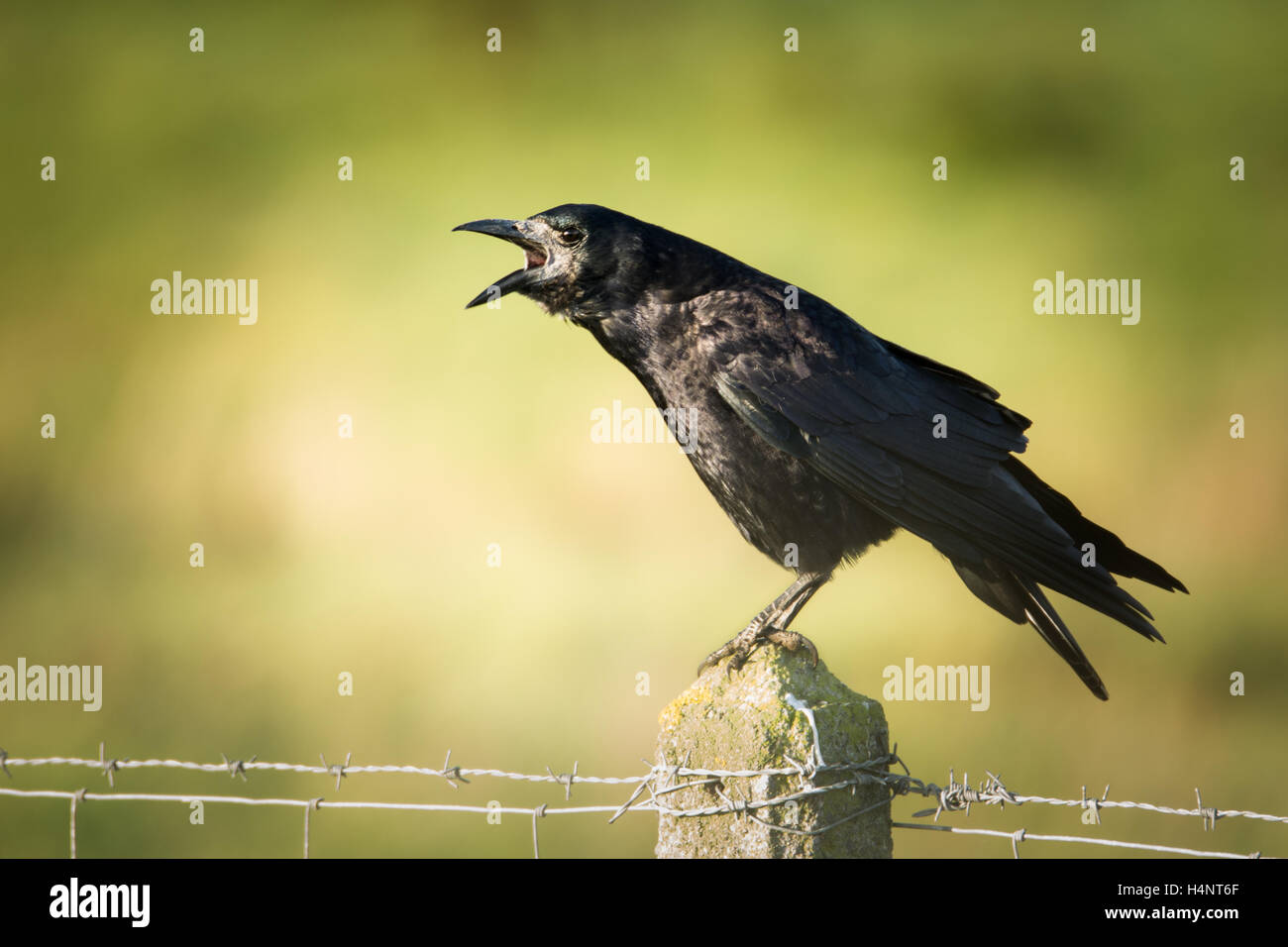 Turm (Corvus Frugilegus) fordert einen Stacheldrahtzaun Stockfoto