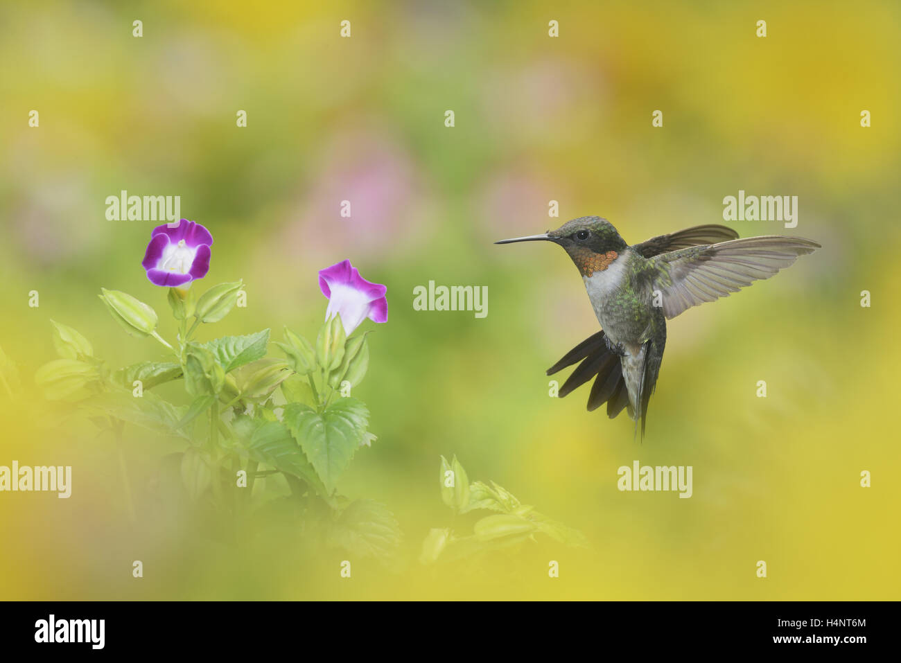 Ruby – Throated Kolibri (Archilochos Colubris), Männchen im Flug Fütterung auf Querlenker Blume (Torenia Fournieri), Texas Stockfoto