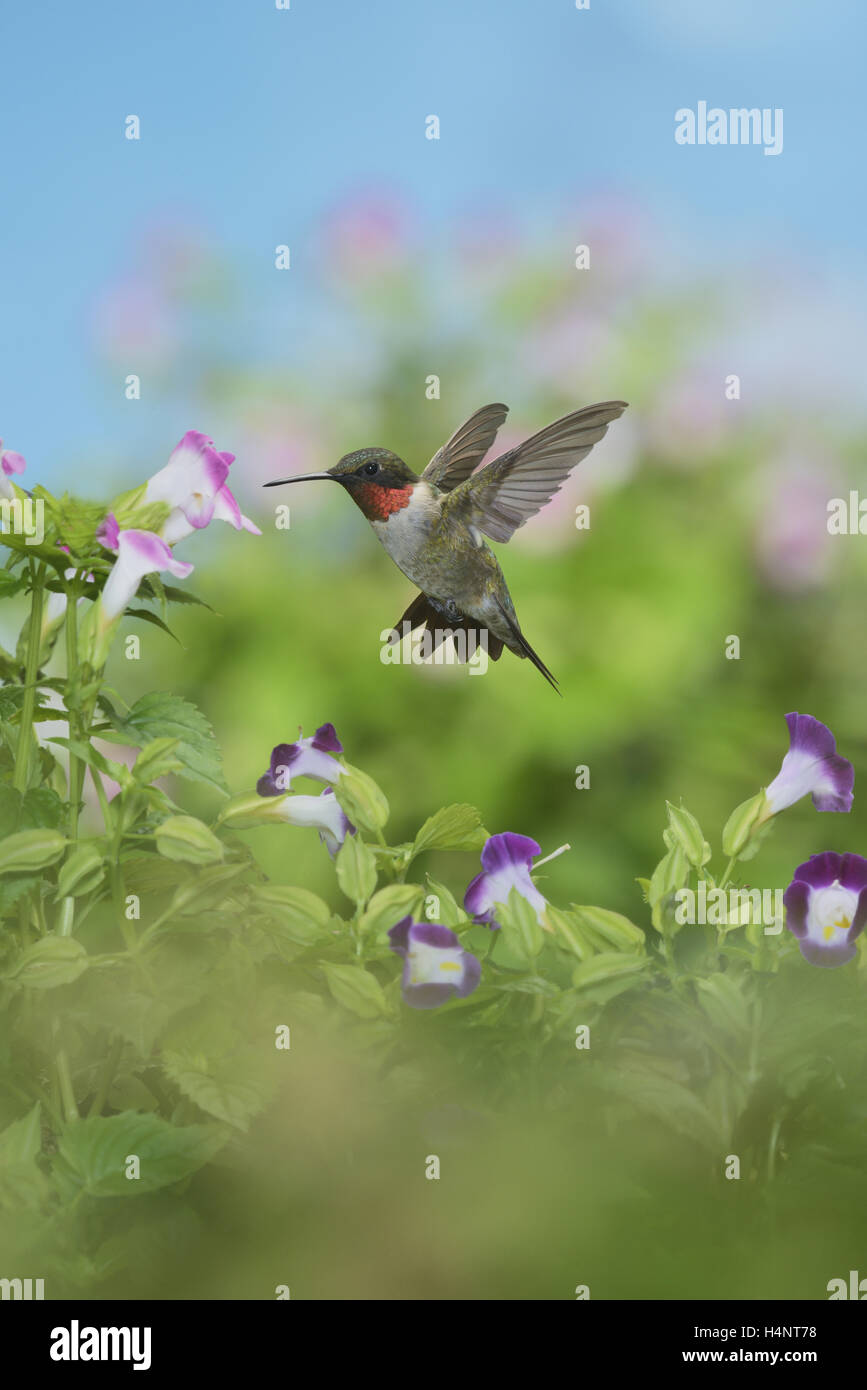 Ruby – Throated Kolibri (Archilochos Colubris), Männchen im Flug Fütterung auf Querlenker Blume (Torenia Fournieri), Texas Stockfoto
