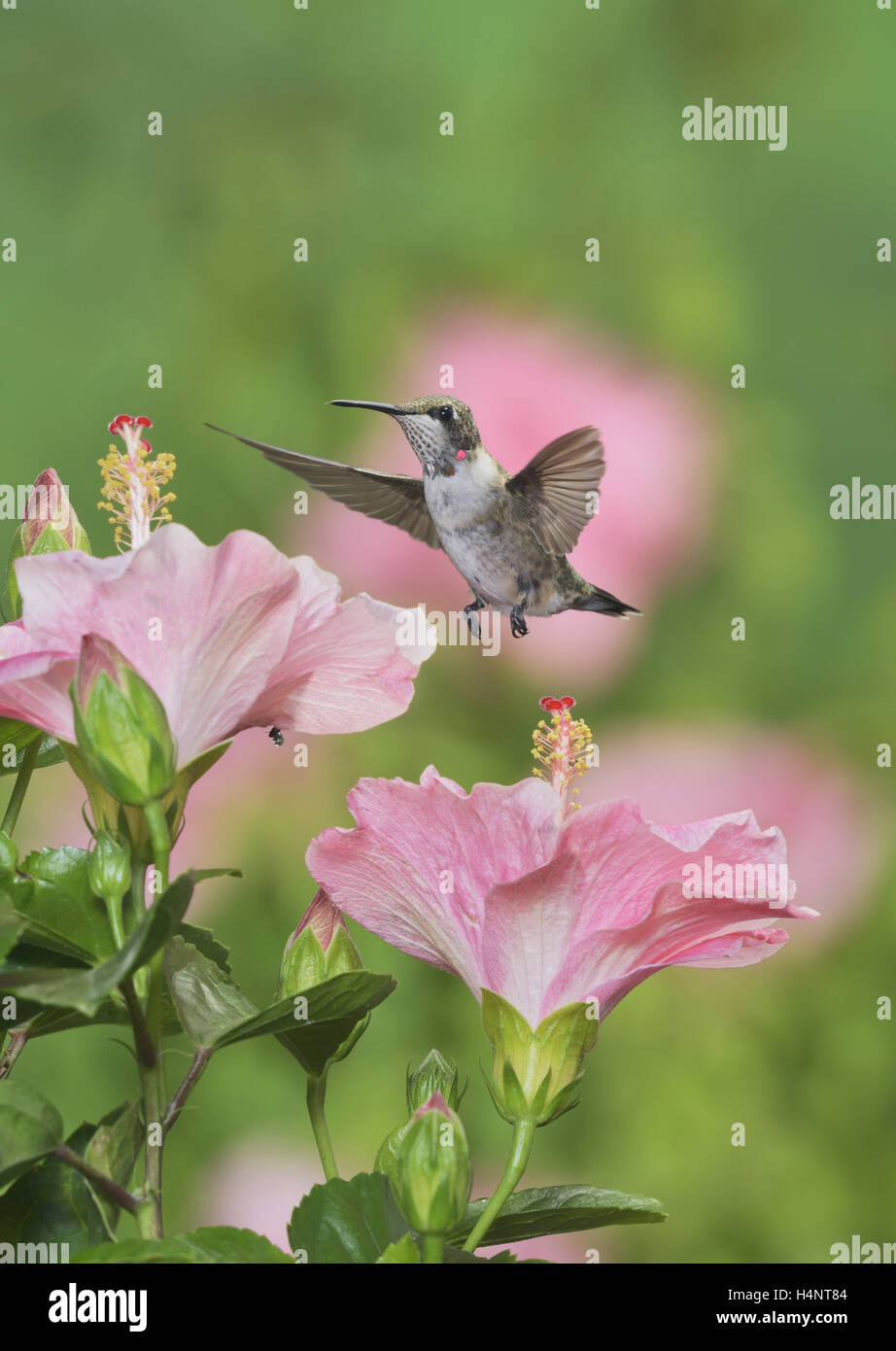 Ruby – Throated Kolibri (Archilochos Colubris), junges Männchen im Flug Fütterung auf Hibiskusblüte, Hill Country, Texas, USA Stockfoto