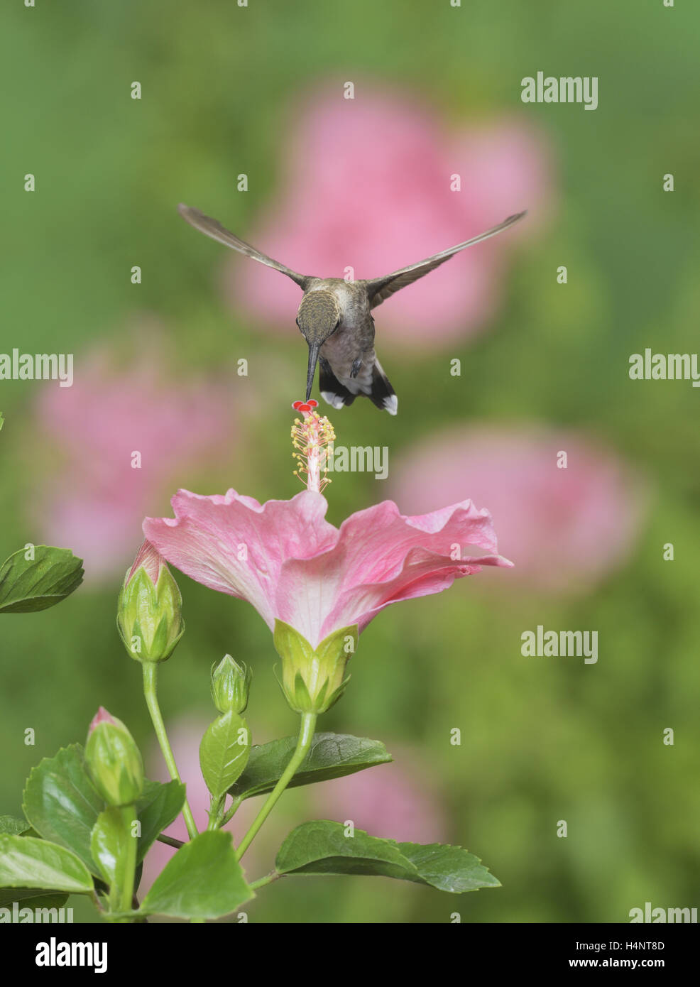 Ruby – Throated Kolibri (Archilochos Colubris), junges Männchen im Flug Fütterung auf Hibiskusblüte, Hill Country, Texas, USA Stockfoto