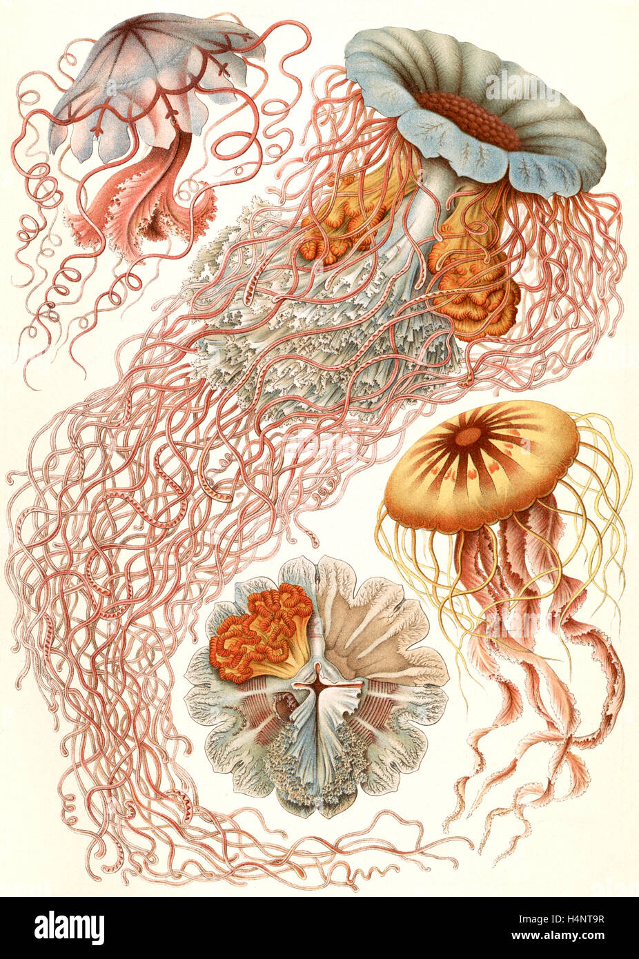 Abbildung zeigt vier verschiedene Arten von Quallen. Discomedusae. -Schweibenquallen, 1 print: Lithographie, Farbe., 1904 Stockfoto