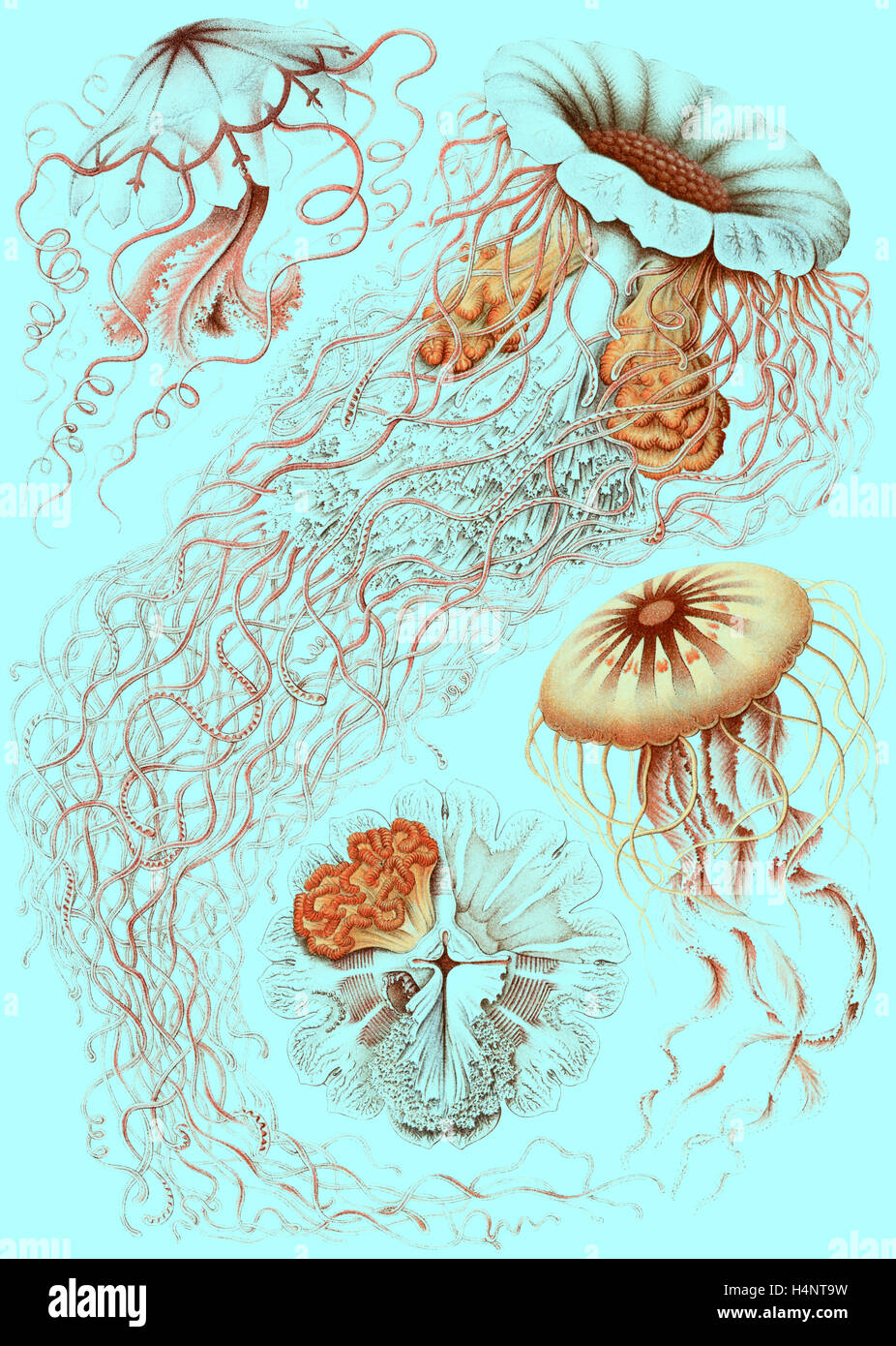 Abbildung zeigt vier verschiedene Arten von Quallen. Discomedusae. -Schweibenquallen, 1 print: Lithographie, Farbe., 1904 Stockfoto