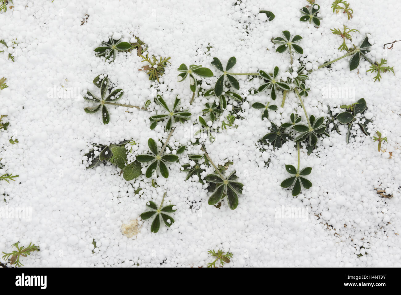 Texas Bluebonnet (Lupinus Texensis) Blättern bedeckt mit Schnee Schwachschichten, Texas, USA Stockfoto