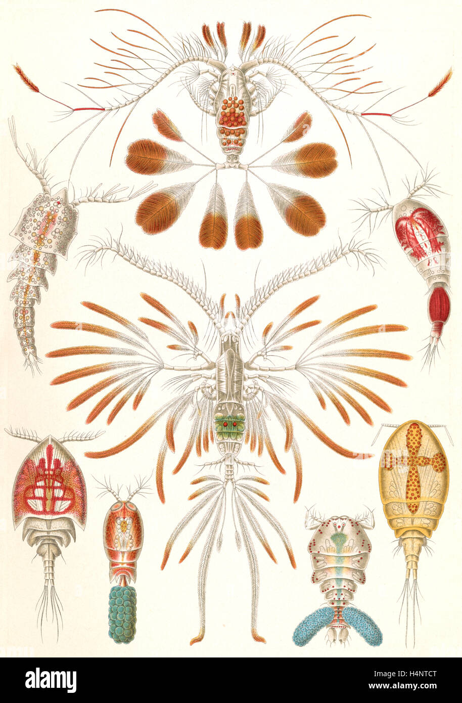 Abbildung zeigt eine Vielzahl von Copopod Krebstiere. Copepoda. -Ruderkrebse, 1 print: Lithographie, Farbe; Blatt 36 x 26 cm. Stockfoto