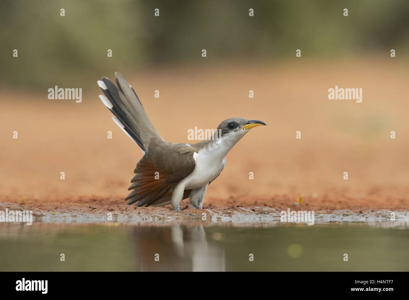 Gelb-billed Kuckuck (Coccyzus Americanus), Erwachsene am Teich trinken, Rio Grande Valley, South Texas, Texas, USA Stockfoto