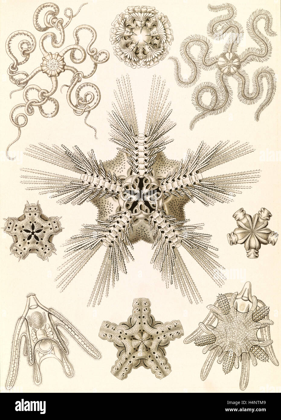 Abbildung zeigt wirbellosen Meerestieren im Zusammenhang mit Seestern. Ophiodea. -Schlangensterne, 1 print: Farblithographie Stockfoto