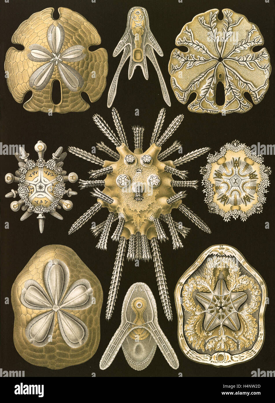 Abbildung zeigt die Seeigel und Sand-Dollars. Echinidea. -Igelsterne, 1 print: Farblithographie; Blatt 36 x 26 cm., 1904. Stockfoto