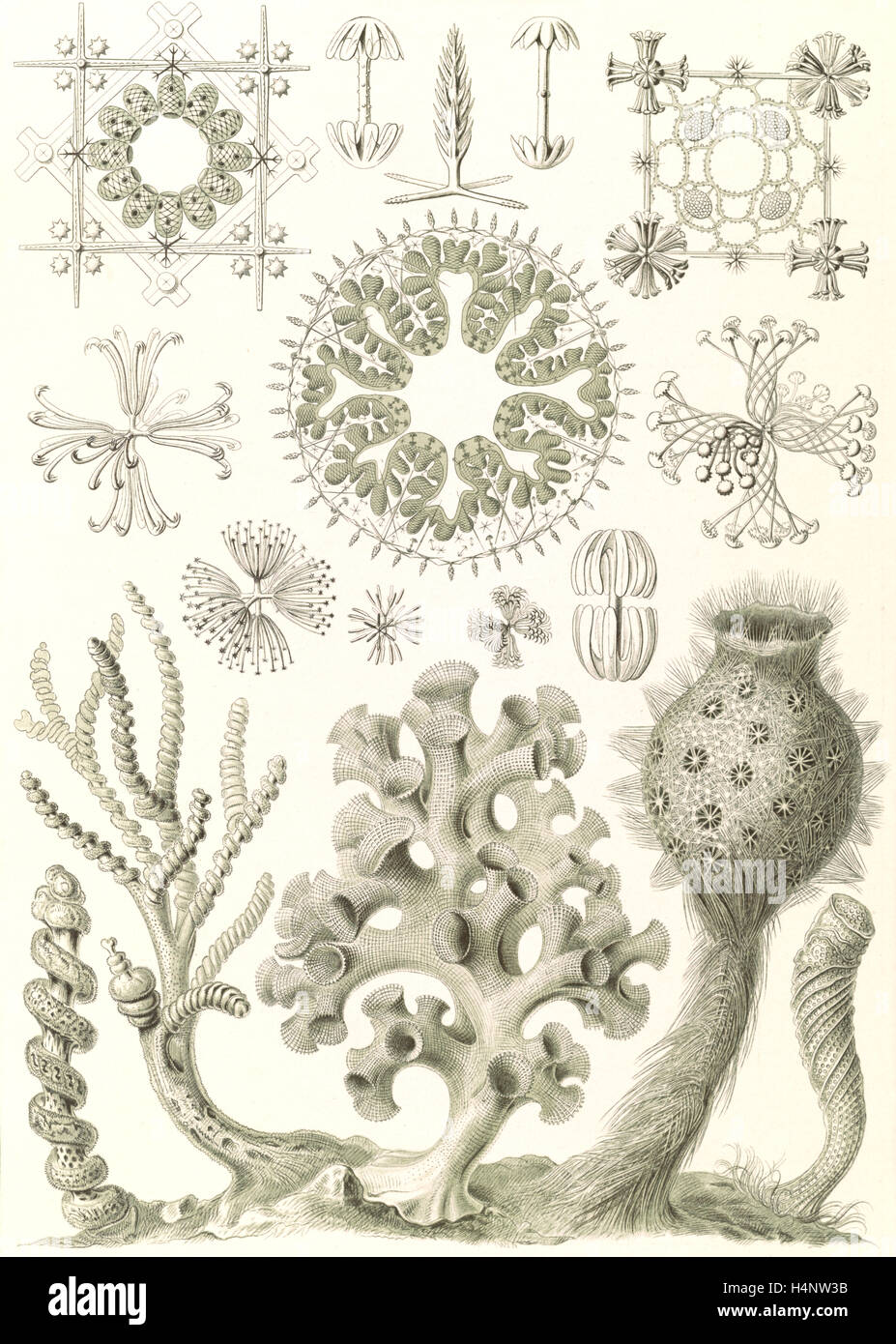 Abbildung zeigt Glas Schwämme. Hexactinellae. -Glasschwämme, 1 print: Lithographie; Blatt 36 x 26 cm., 1904. Ernst Haeckel Stockfoto