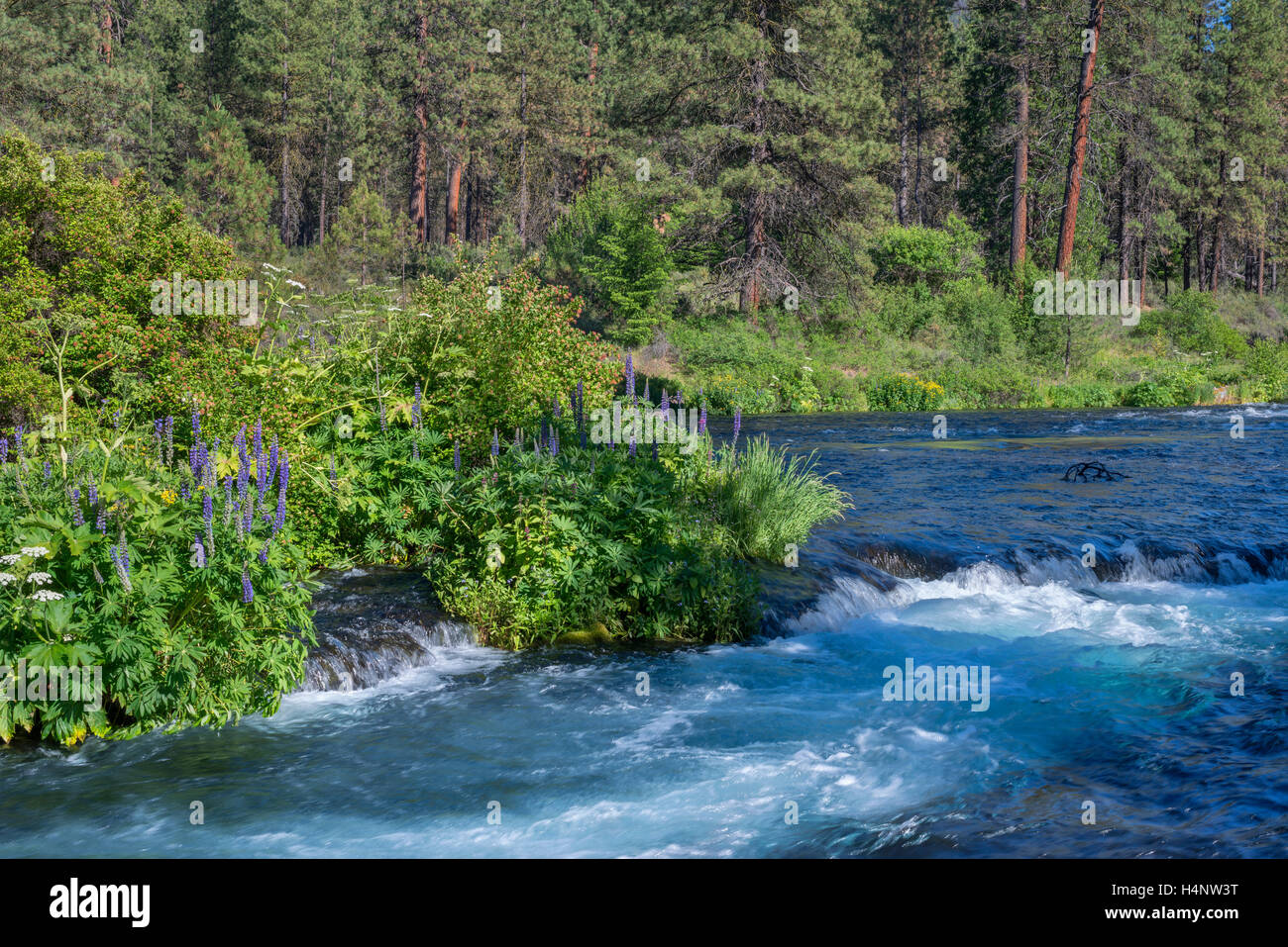 USA, Oregon, Deschutes National Forest, Sommer Wildblumen und Pinienwald entlang des Flusses Metolius - als Wild and Scenic River. Stockfoto