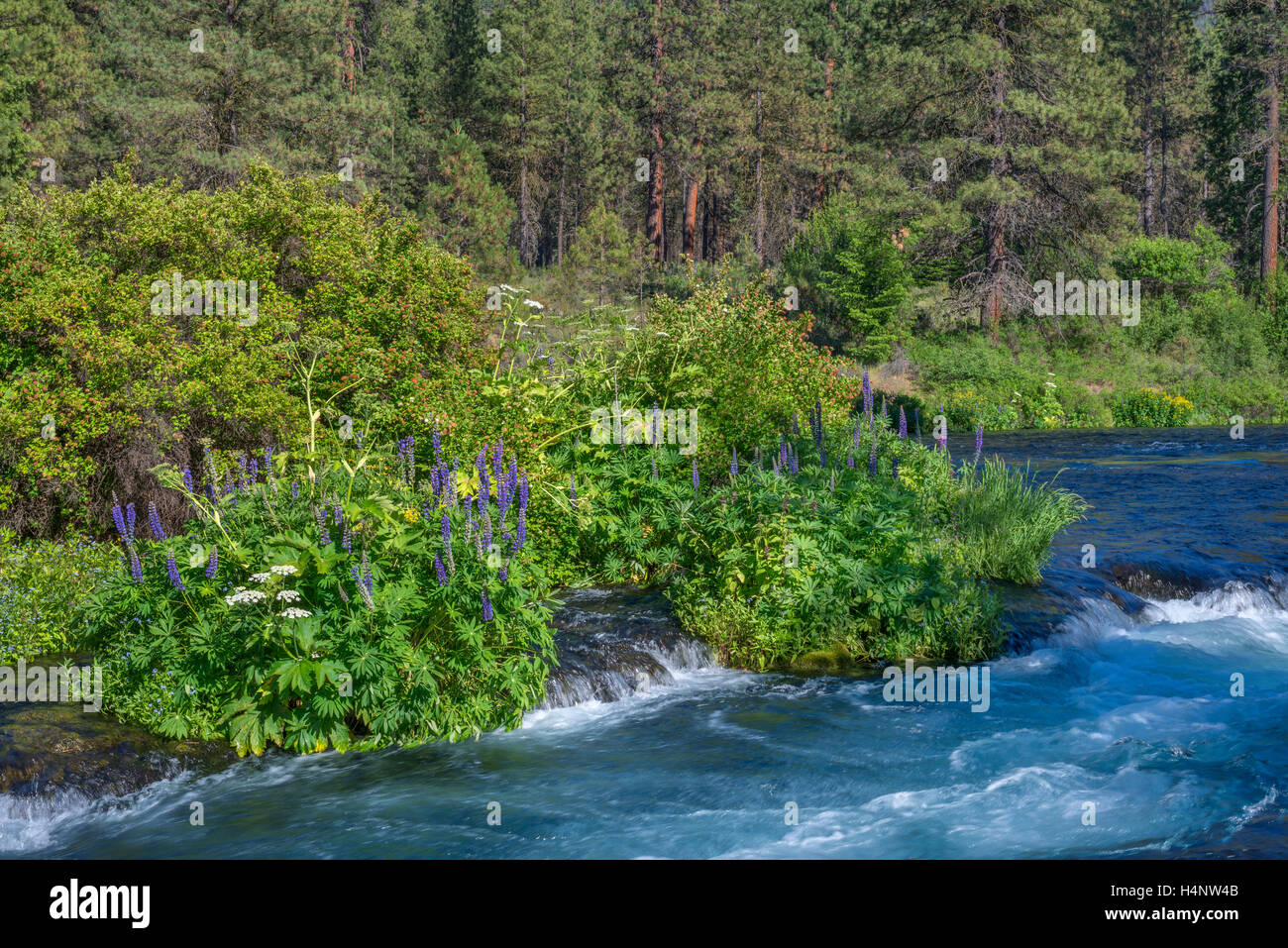 USA, Oregon, Deschutes National Forest, Sommer Wildblumen und Pinienwald entlang des Flusses Metolius - als Wild and Scenic River. Stockfoto