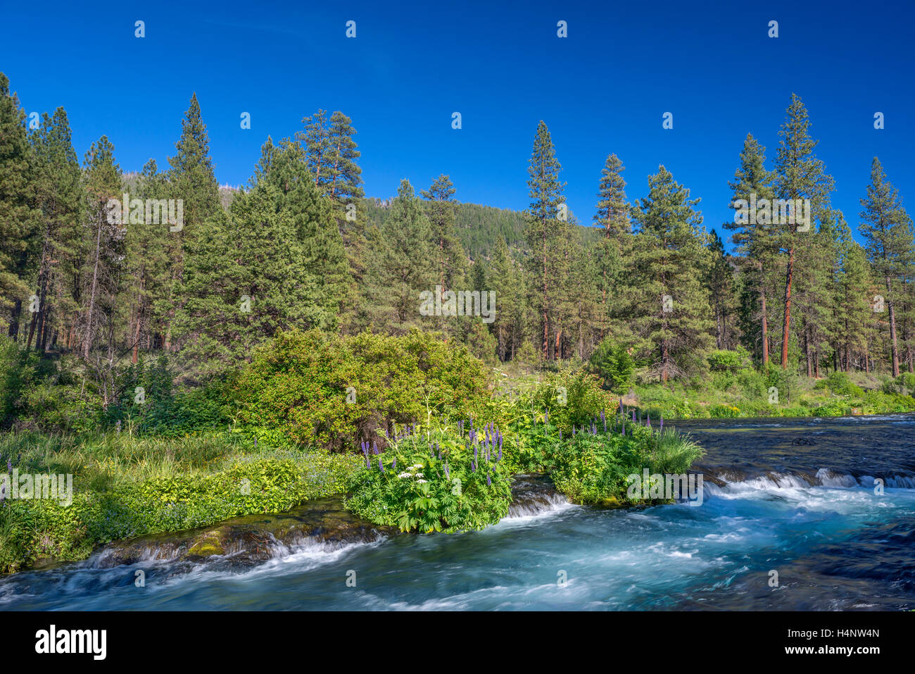 USA, Oregon, Deschutes National Forest, Sommer Wildblumen und Pinienwald entlang des Flusses Metolius - als Wild and Scenic River. Stockfoto