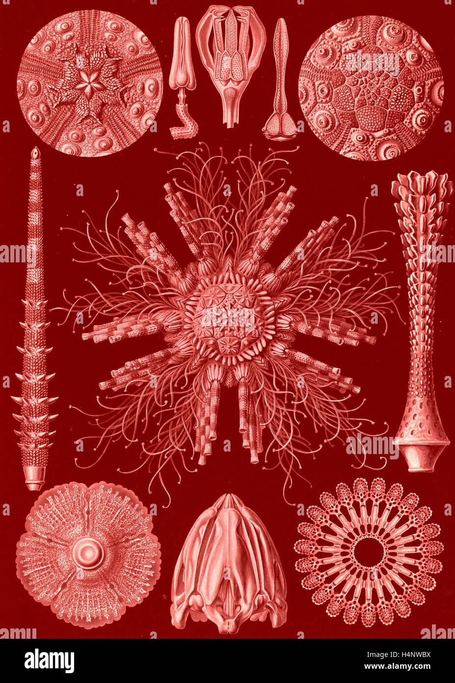 Abbildung zeigt die Seeigel und Sand-Dollars. Echinidea. -Igelsterne, 1 print: fotomechanischen; Blatt 36 x 26 cm., 1904. Stockfoto