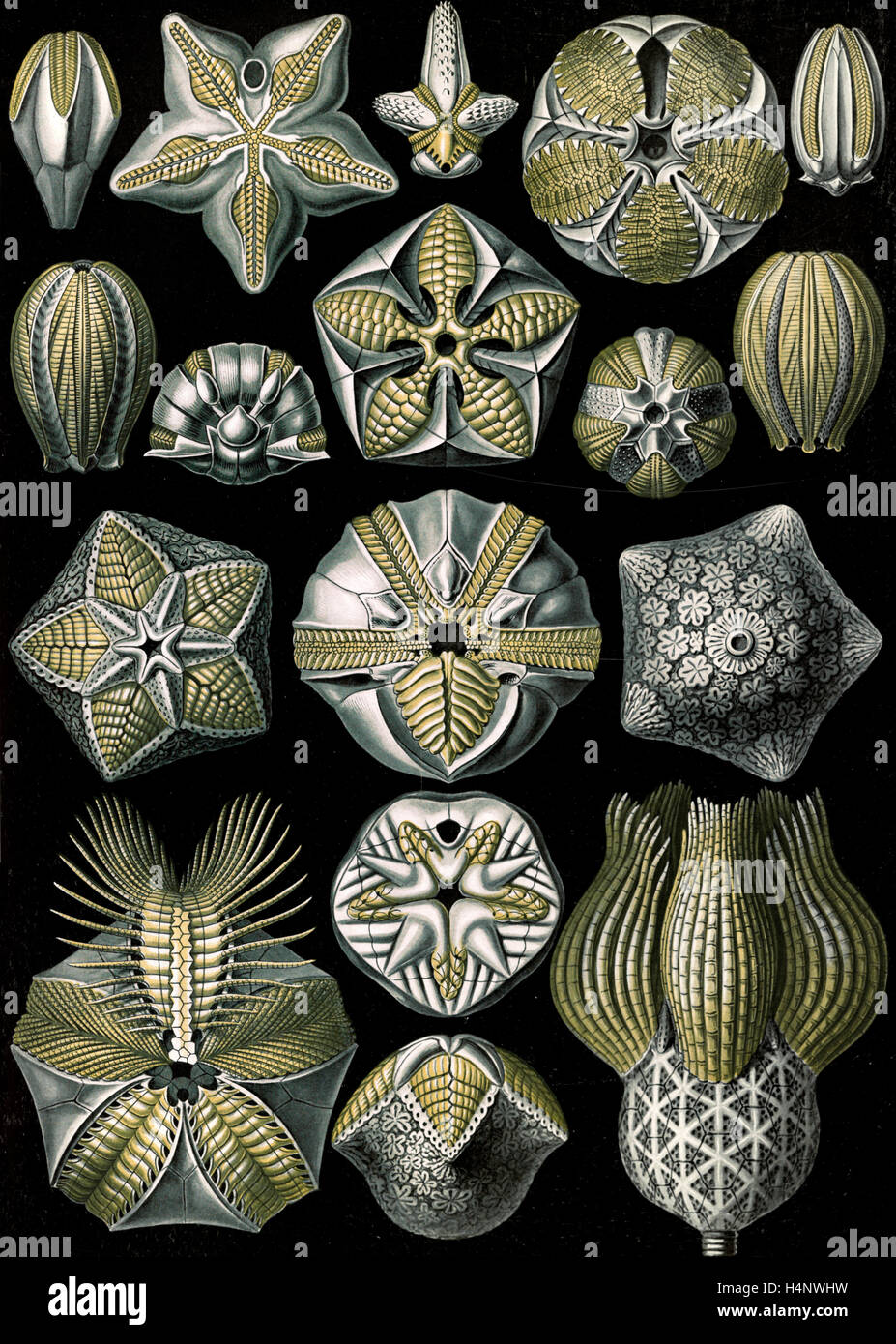 Abbildung zeigt Meerestiere. Blastoïdea. -Knospensterne, 1 print: Farbe fotomechanischen; Blatt 36 x 26 cm., 1904. Stockfoto