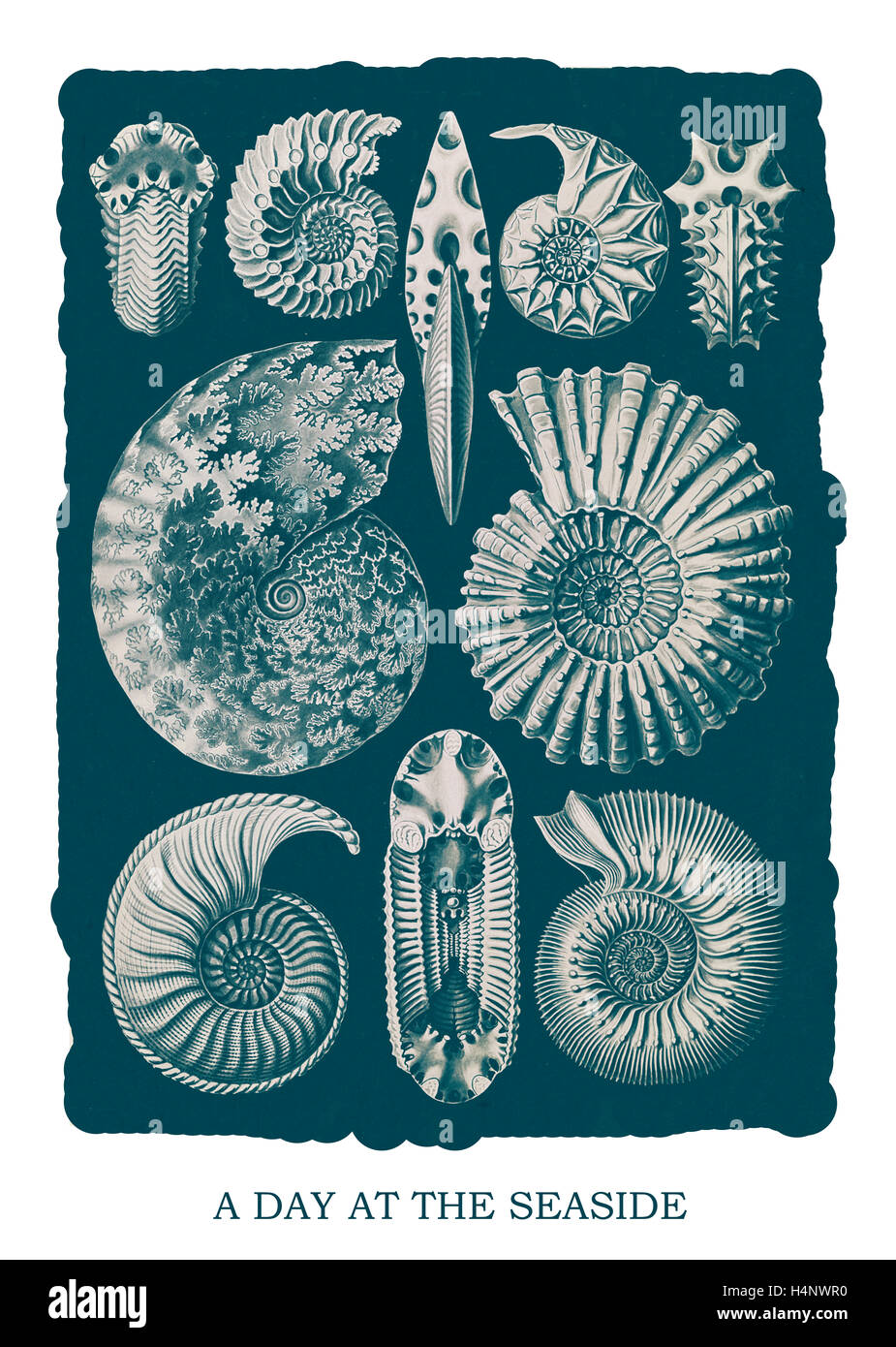 Abbildung zeigt marine Mollusken. Ammonitida. -Ammonshörner, 1 print: fotomechanischen; Blatt 36 x 26 cm., 1904. Stockfoto