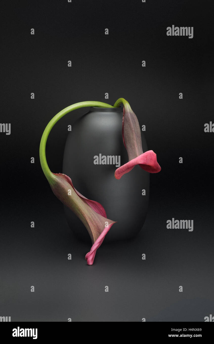Zwei rosa Calla Lilien in schwarzen Vase Stockfoto
