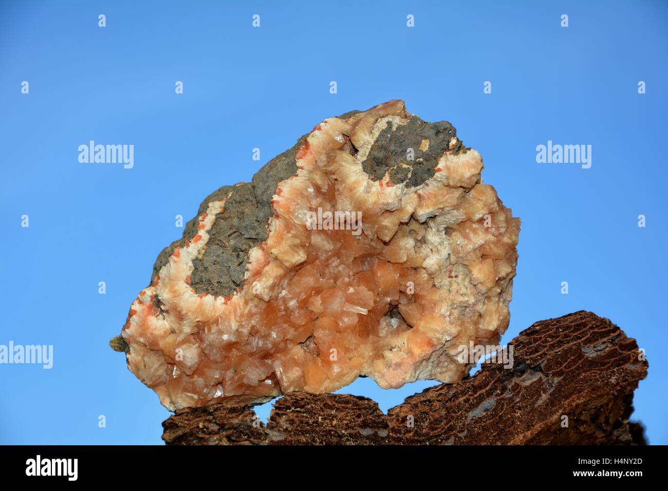 Orange Mineralien Stein auf Baumrinde vor blauem Himmel Stockfoto