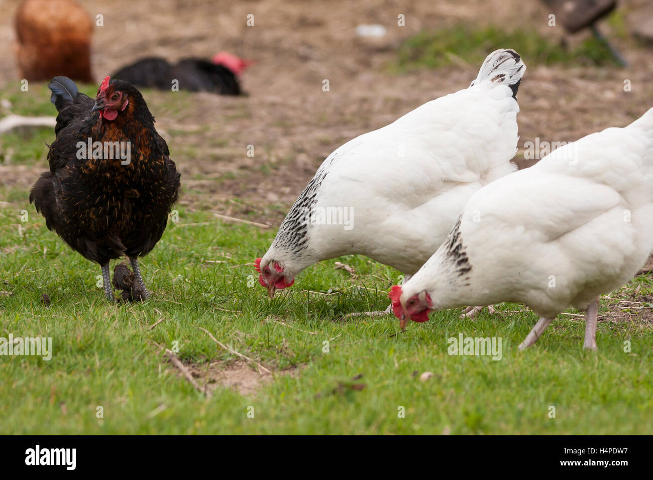 leichte Sussex Hühner Stockfoto