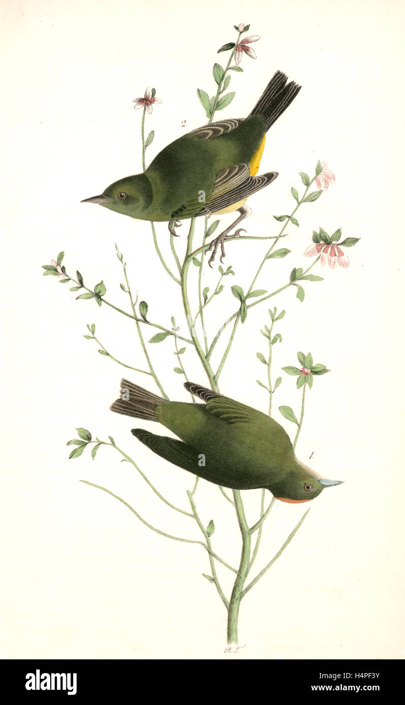 Orange-gekrönter Sumpf-Grasmücke. (1) männlich. (2) weiblich. (Huckleberry. Vaccinium Frondosum.), Audubon, John James, 1785-1851 Stockfoto