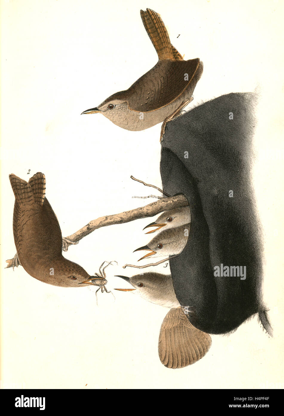 Haus Zaunkönig. (1) männlich. (2) weiblich. 3. junge. (In einer alten Hut) Audubon, John James, 1785-1851 Stockfoto