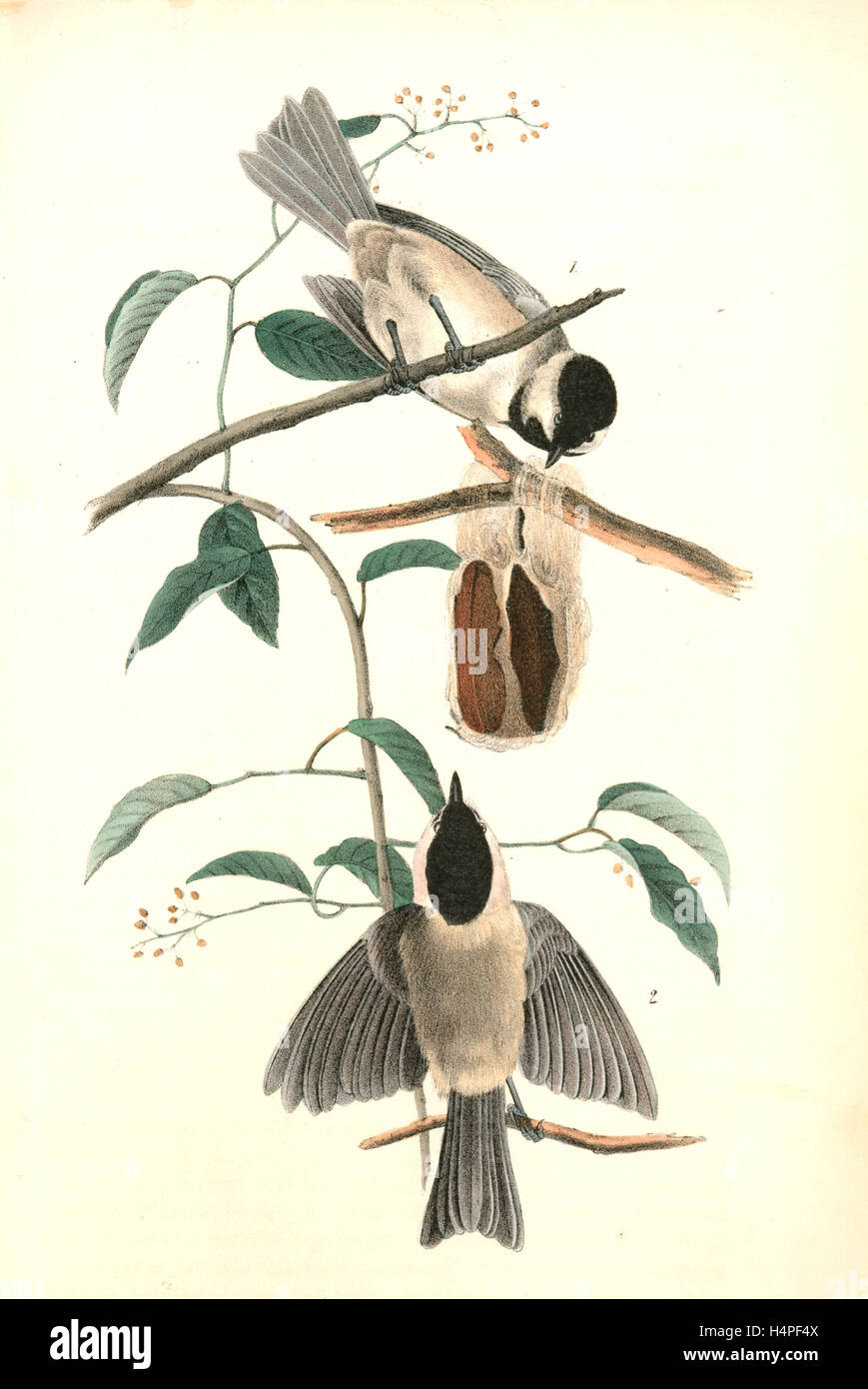 Carolina Meise. (1) männlich. (2) weiblich. (Werk. Geschmeidig Jack.), Audubon, John James, 1785-1851 Stockfoto