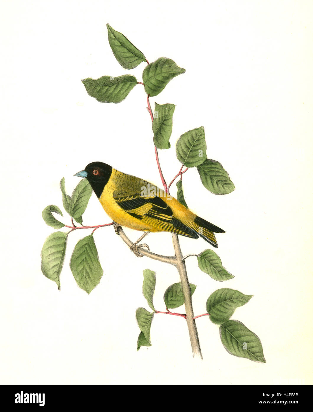 Black-headed Stieglitz. Männlich: Audubon, John James, 1785-1851 Stockfoto