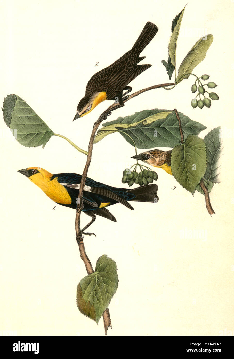 Unter der Leitung von Safran Marsh-Blackbird. (1) männlich. (2) weiblich. 3. junge Männchen. Audubon, John James, 1785-1851 Stockfoto