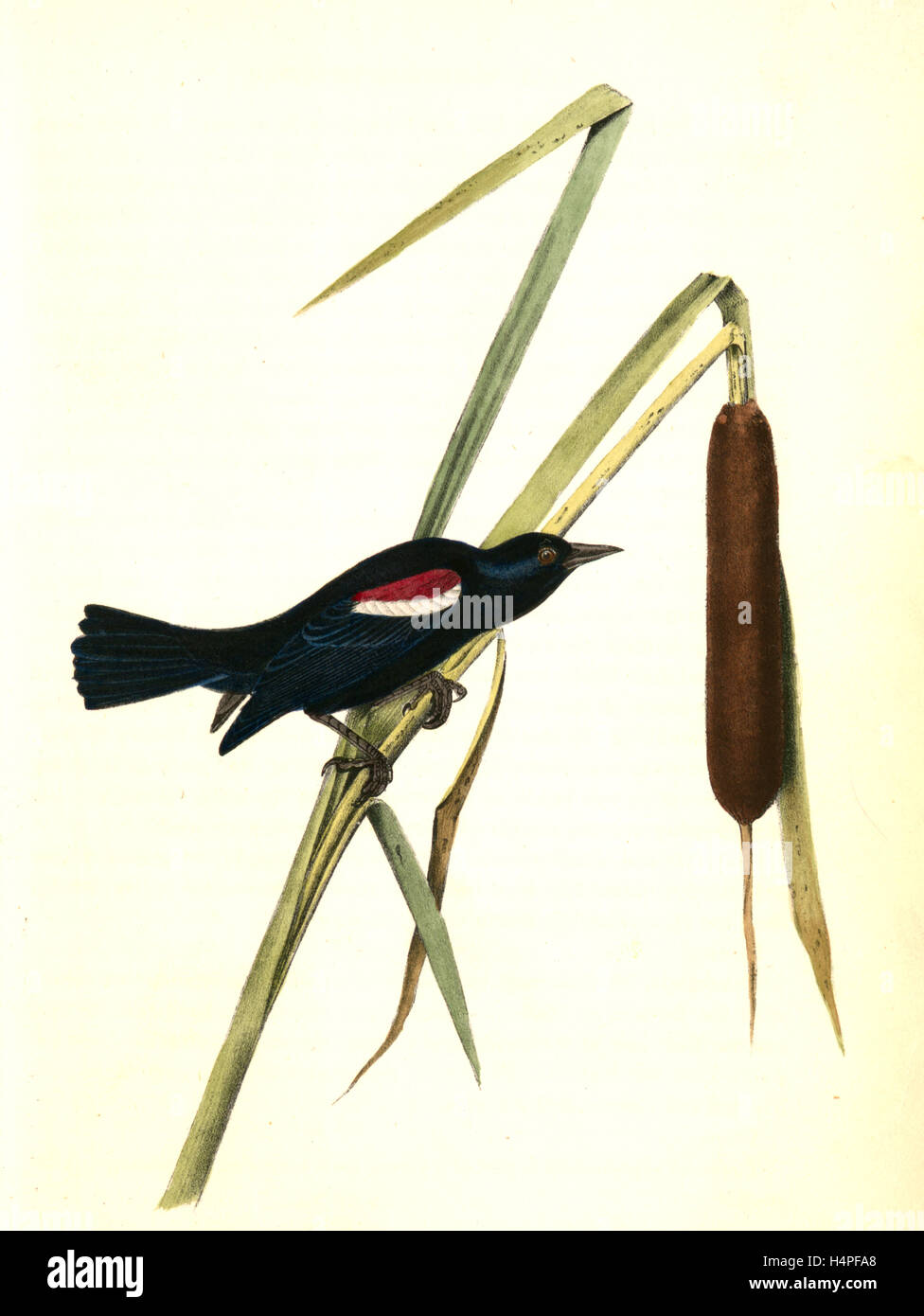 Rot-weiß-geschultert Marsh-Blackbird. Männlich: Audubon, John James, 1785-1851 Stockfoto
