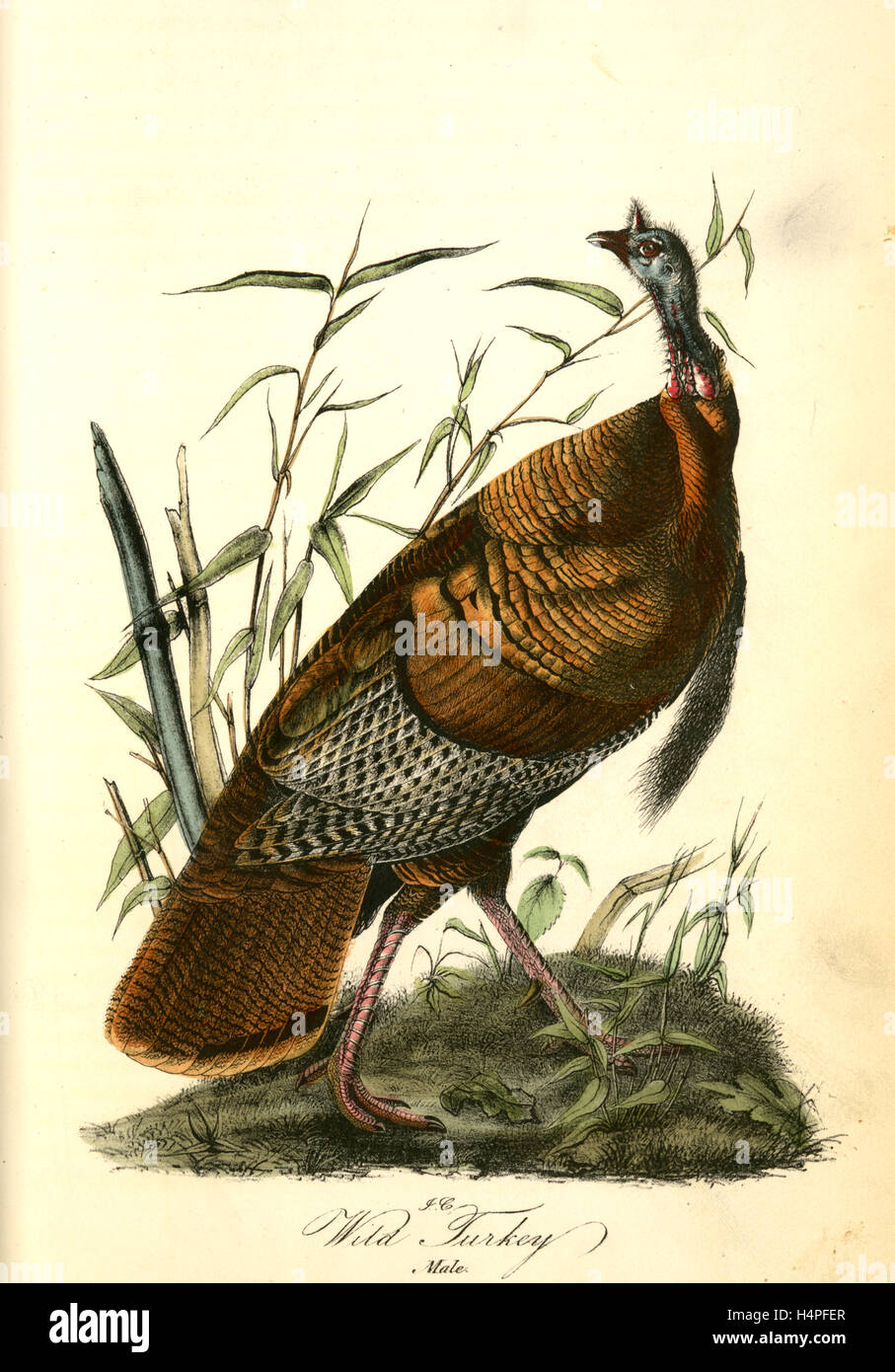 Wilder Truthahn. Männlich: Audubon, John James, 1785-1851 Stockfoto