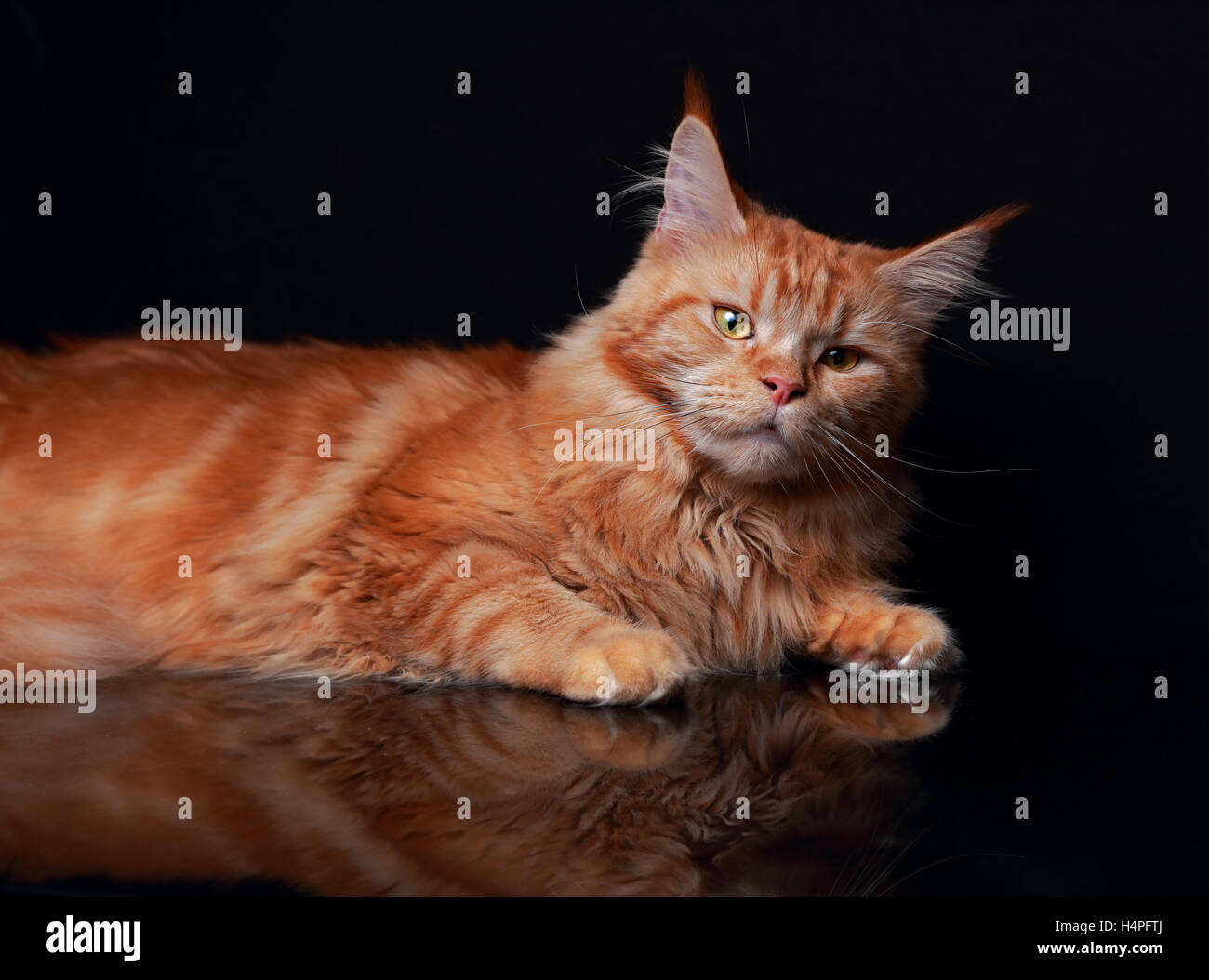 Weibliche red solid Maine Coon Katze mit schönen Pinsel an den Ohren auf  schwarzem Hintergrund. Closeup Portrait Stockfotografie - Alamy