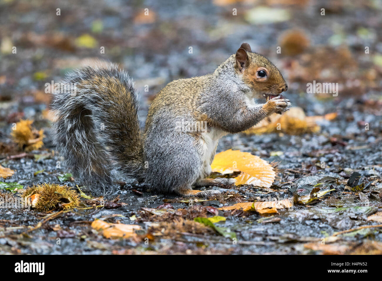 Graue Eichhörnchen auf Nahrungssuche für und Kastanien essen Stockfoto