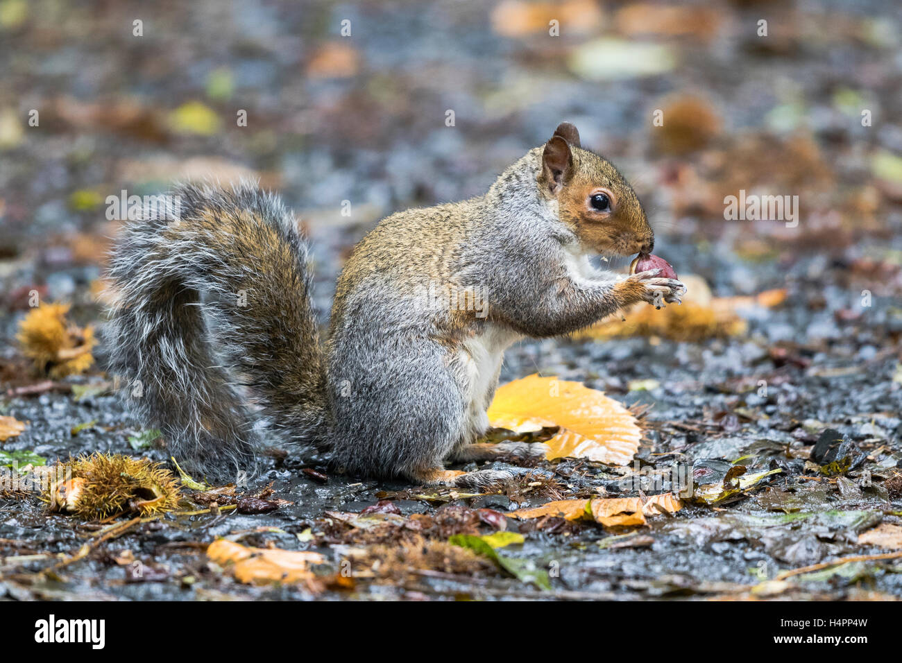 Graue Eichhörnchen auf Nahrungssuche für und Kastanien essen Stockfoto