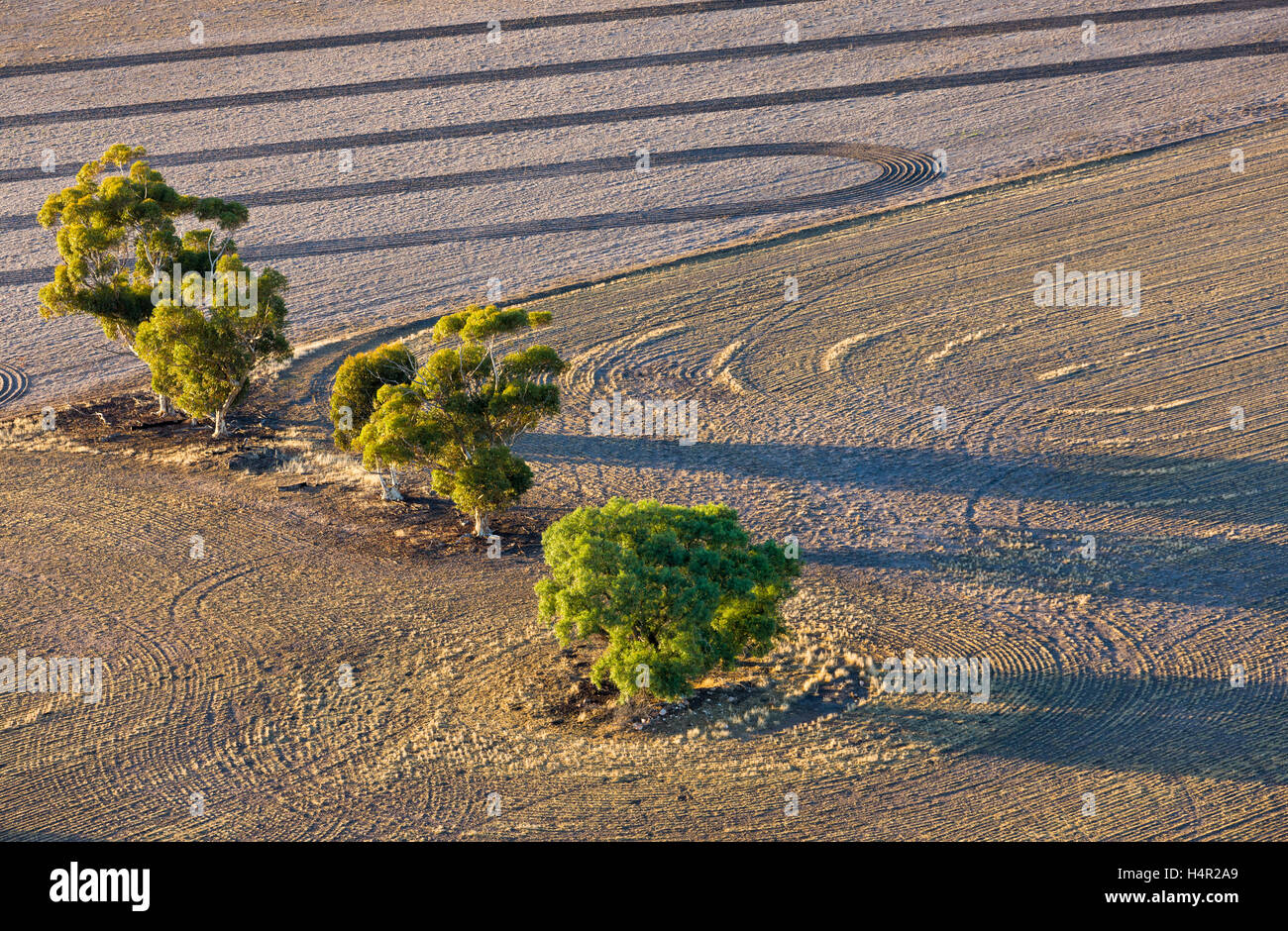 Tiefflug Luftaufnahme von Bäume wachsen in Trockengebieten landwirtschaftlichen Bereich. Stockfoto