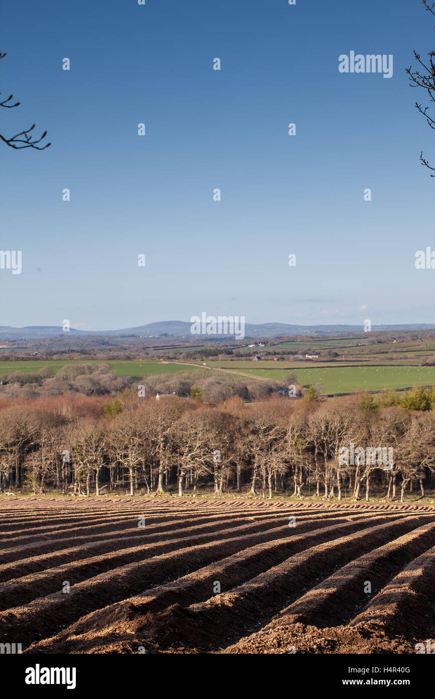 Feld gepflügt und gesät für Kartoffeln Stockfoto