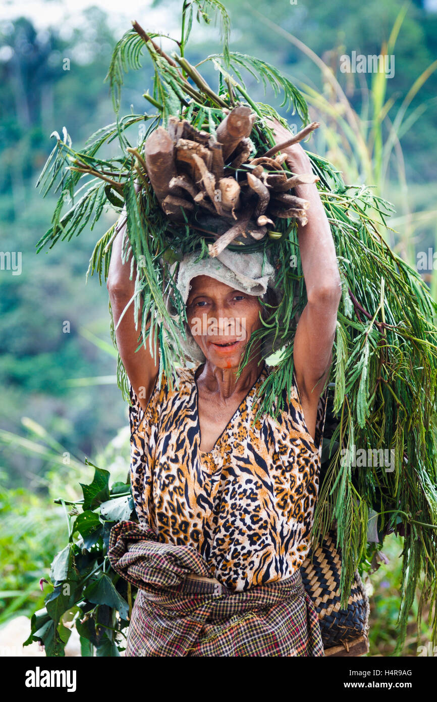 Frau Holz abholen. Stockfoto