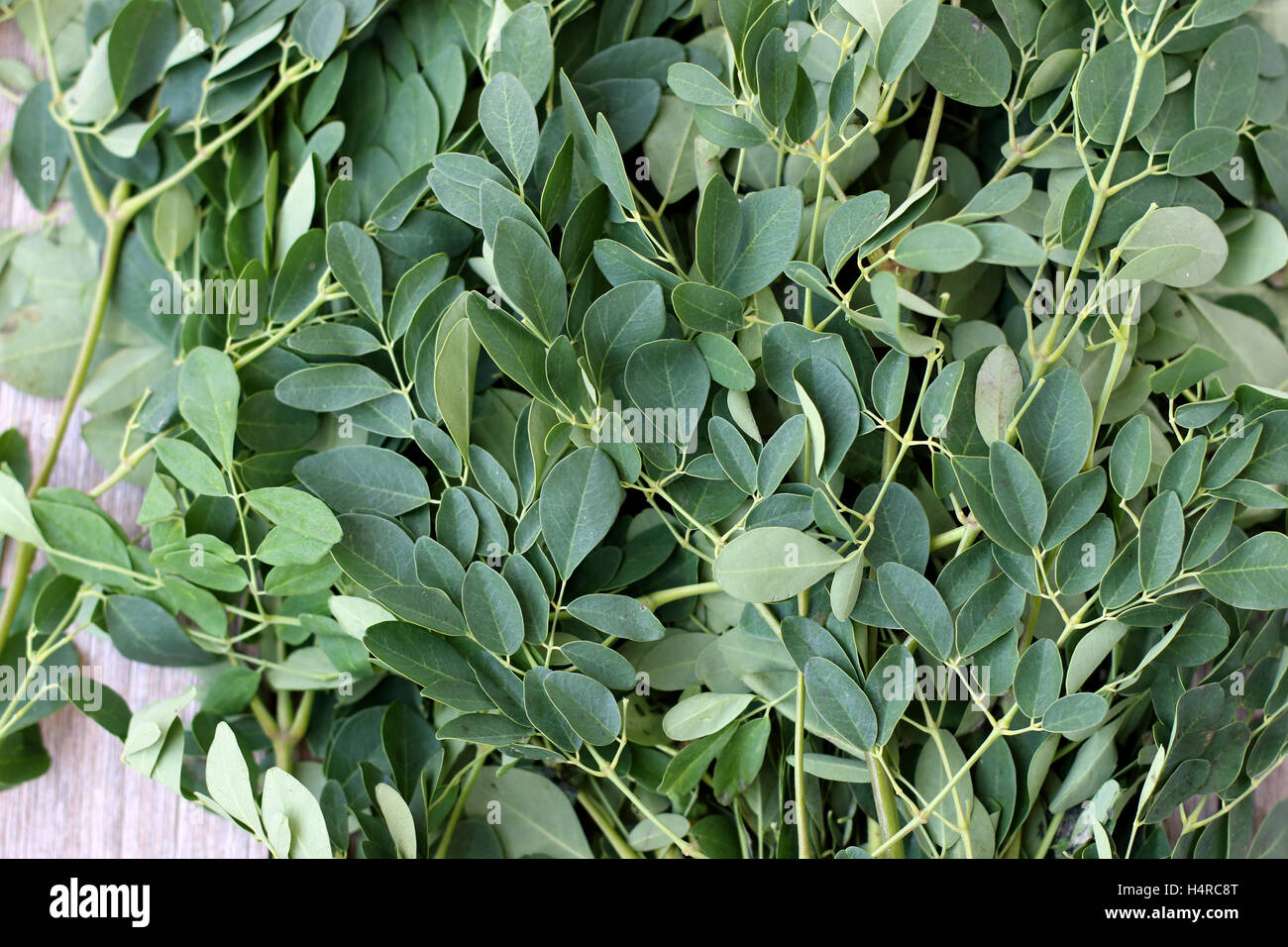 Nahaufnahme von Moringa Oleifera oder bekannt als Trommelstock Blätter Stockfoto
