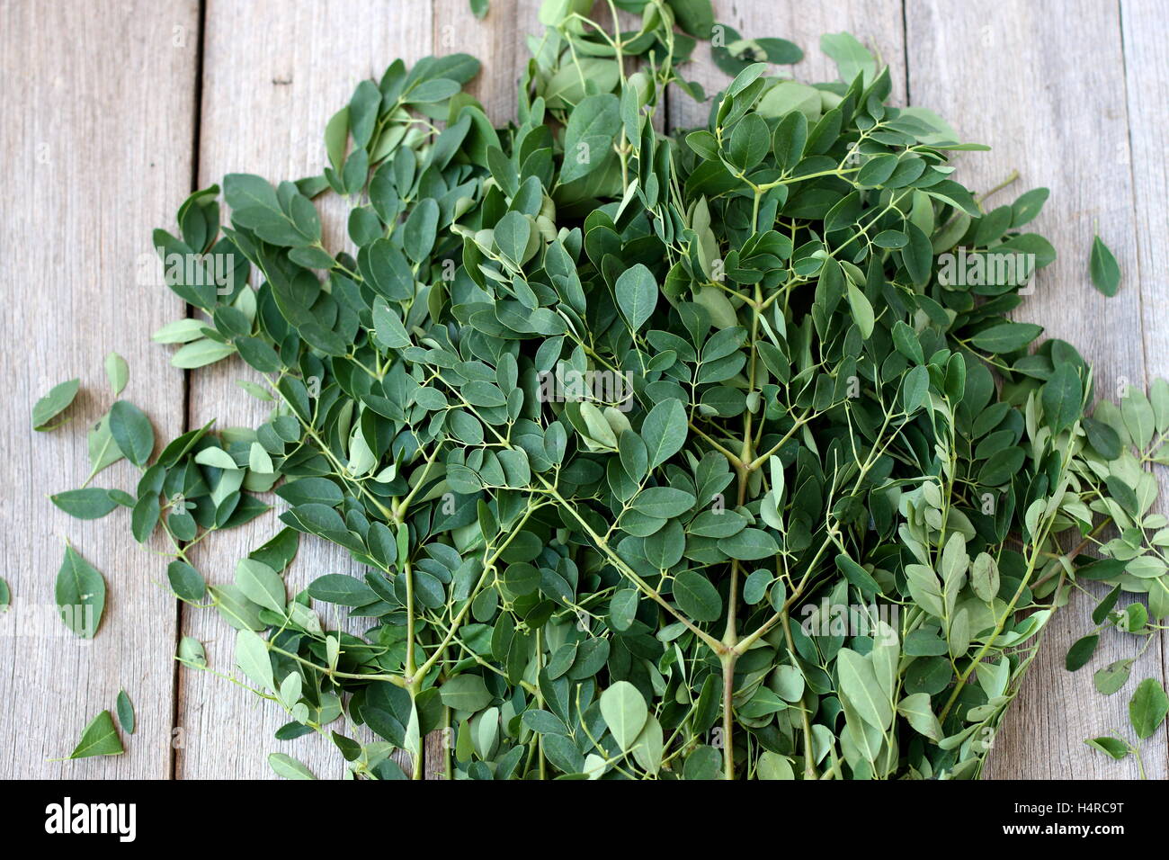 Moringa Oleifera oder bekannt als Trommelstock Blätter Stockfoto
