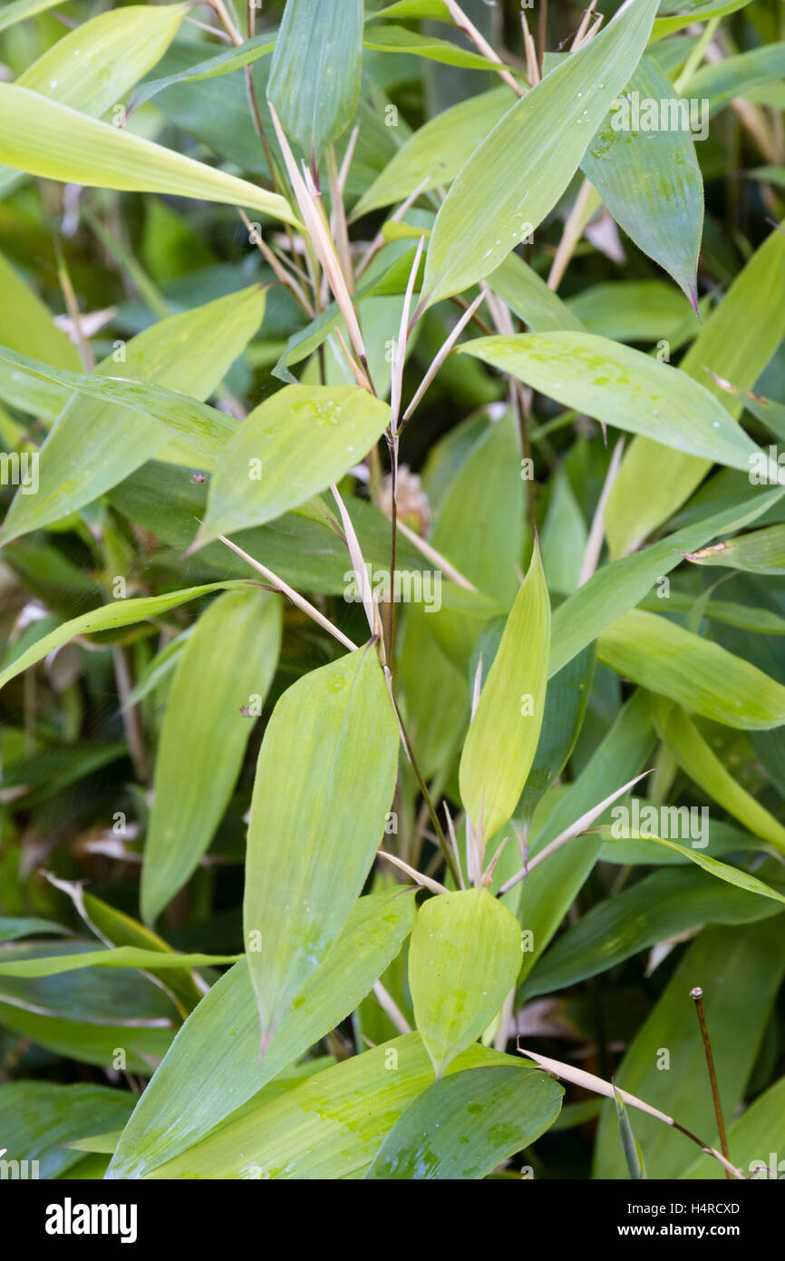 Junger bambus -Fotos und -Bildmaterial in hoher Auflsung  Alamy