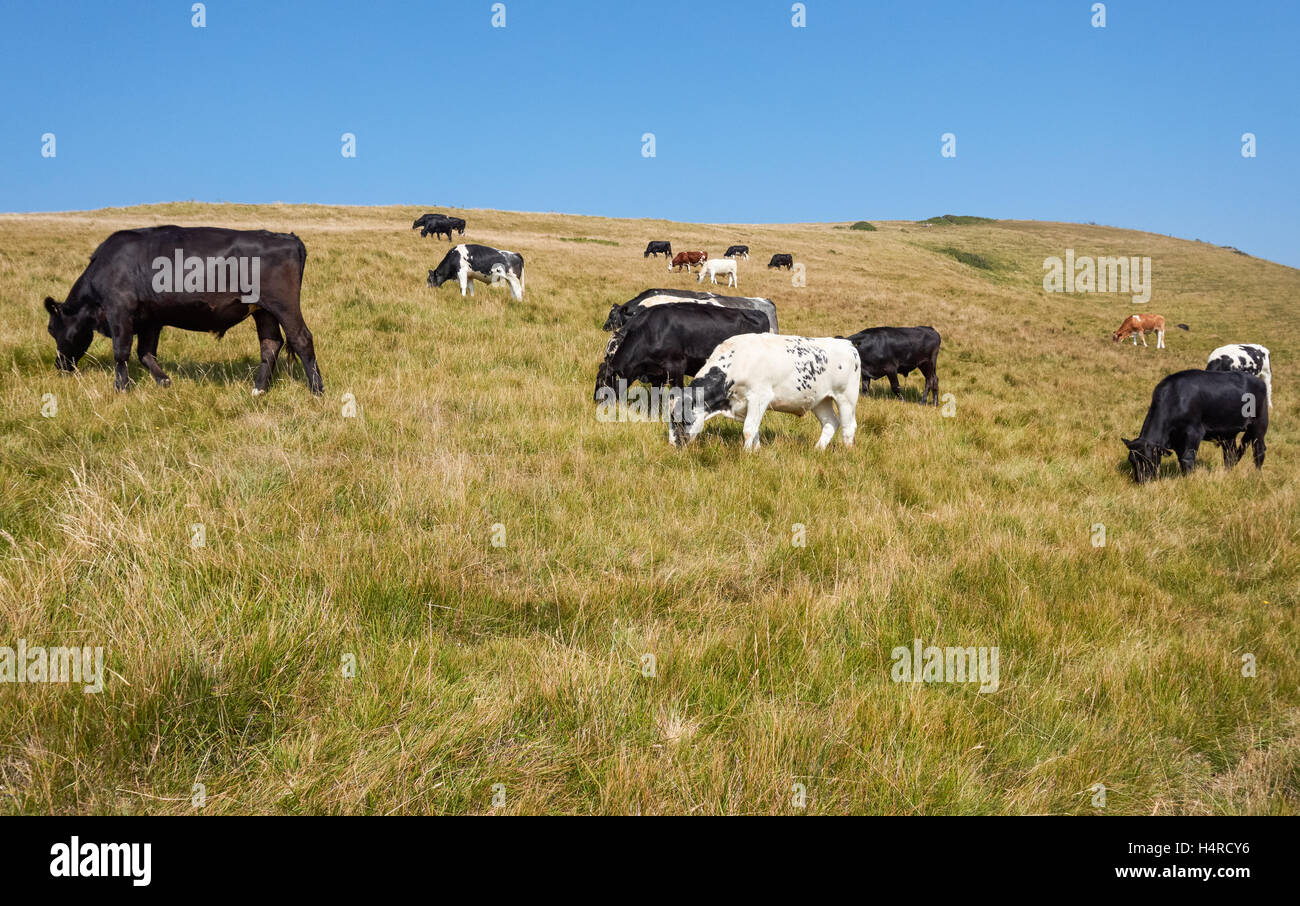 Kühe weiden auf einer Weide in Dorset, England, Großbritannien Stockfoto