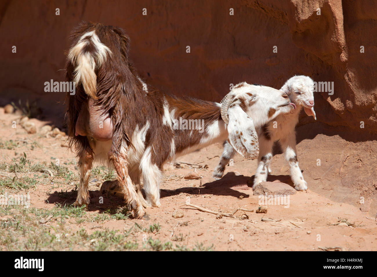 Ziegen, Mutter und Kind. Wadi Rum Wüste, Jordanien. Stockfoto