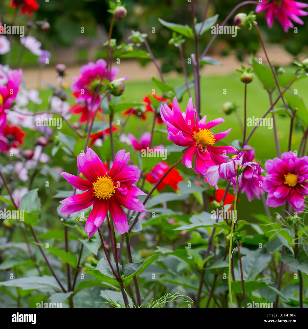 Schöne rote rosa blühende Dahlien in Ferienhaus Blume Grenze mit einem grünen Hintergrund Stockfoto